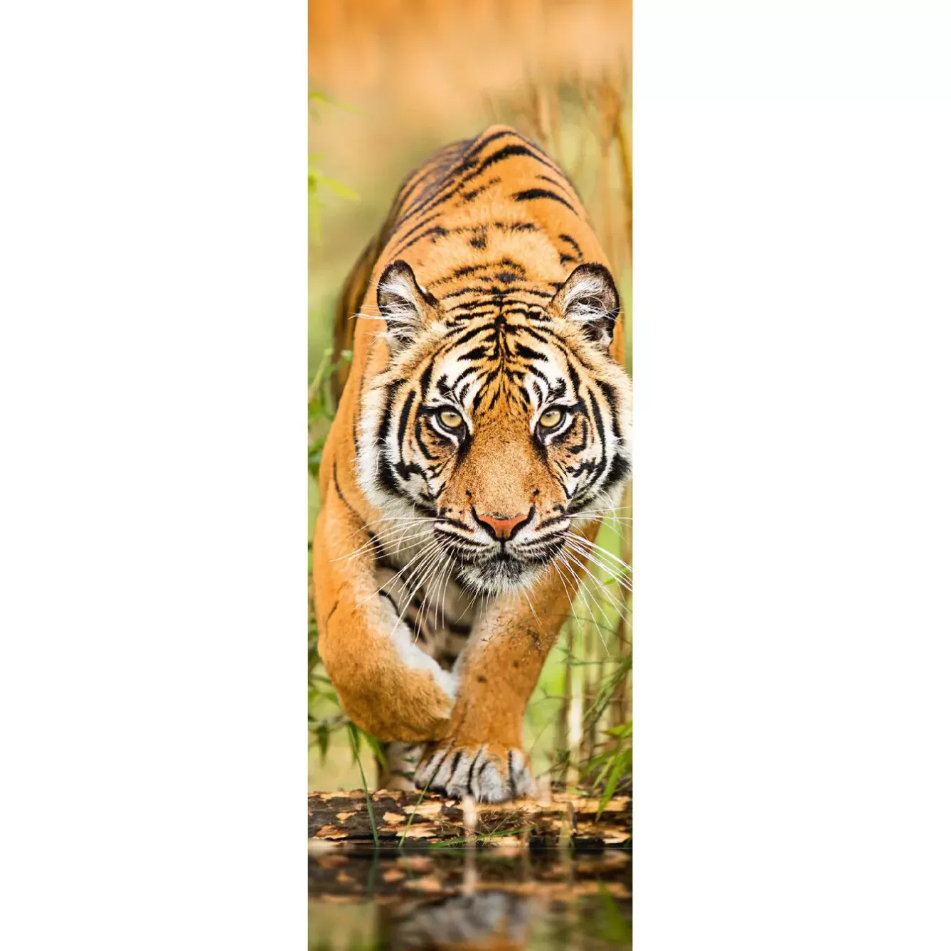 Poster>NANU-NANA Jumboposter Big Tiger Walking, Nr. 33