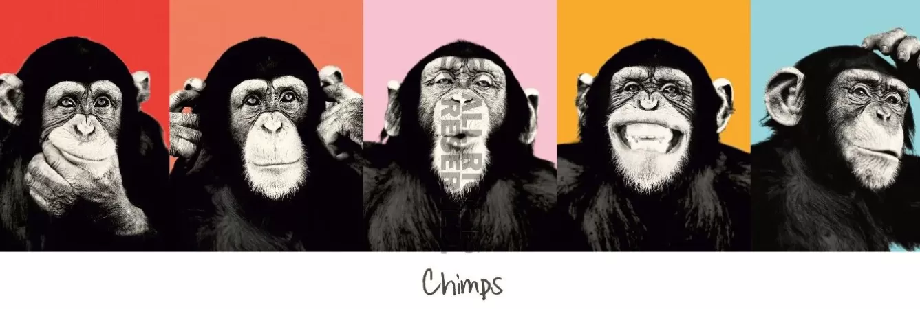 Poster>NANU-NANA Jumboposter The Chimp - Pop, Nr. 36