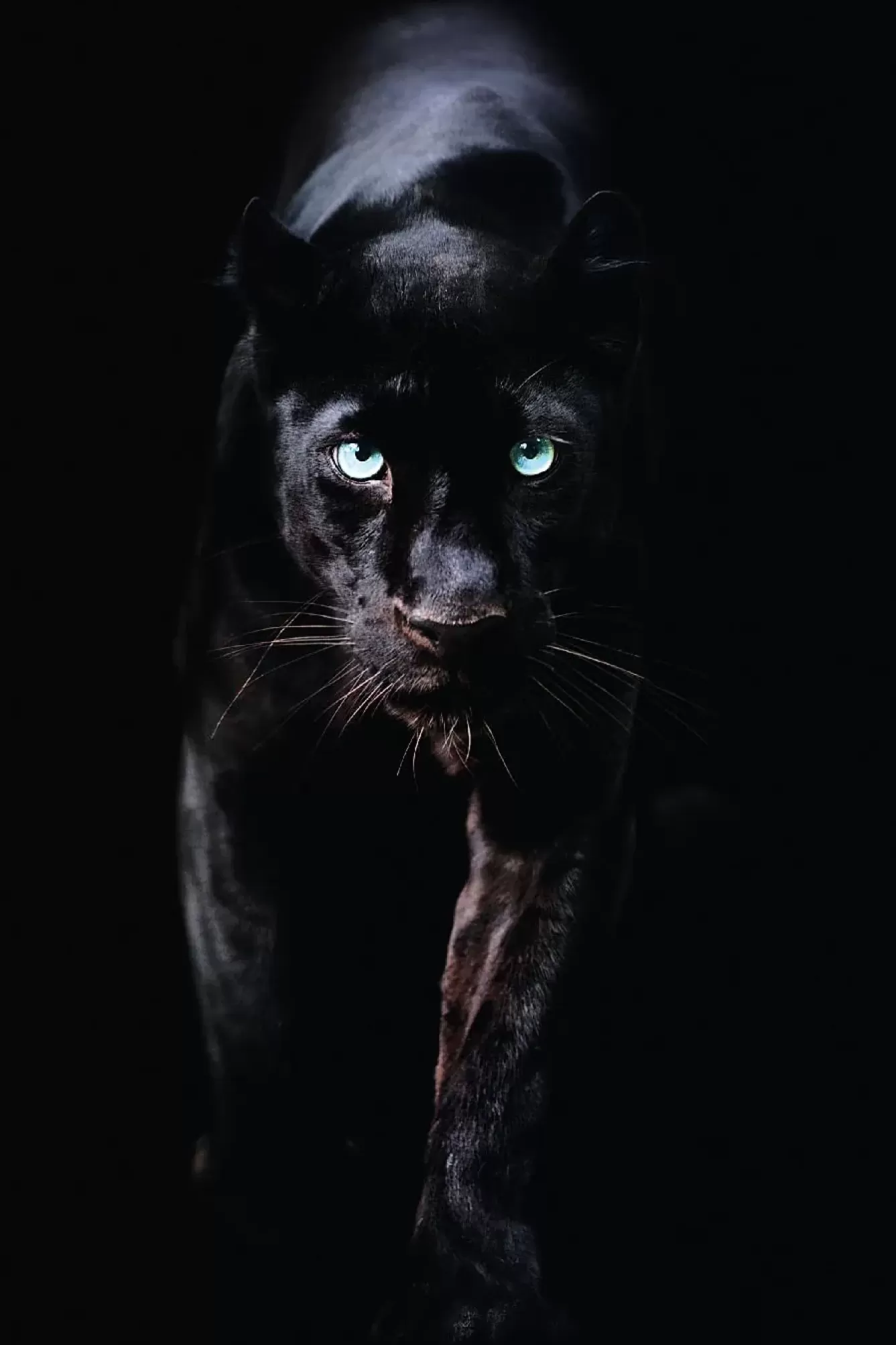 Poster | Weihnachtsgeschenke>NANU-NANA Poster Black Panther, Nr. 179