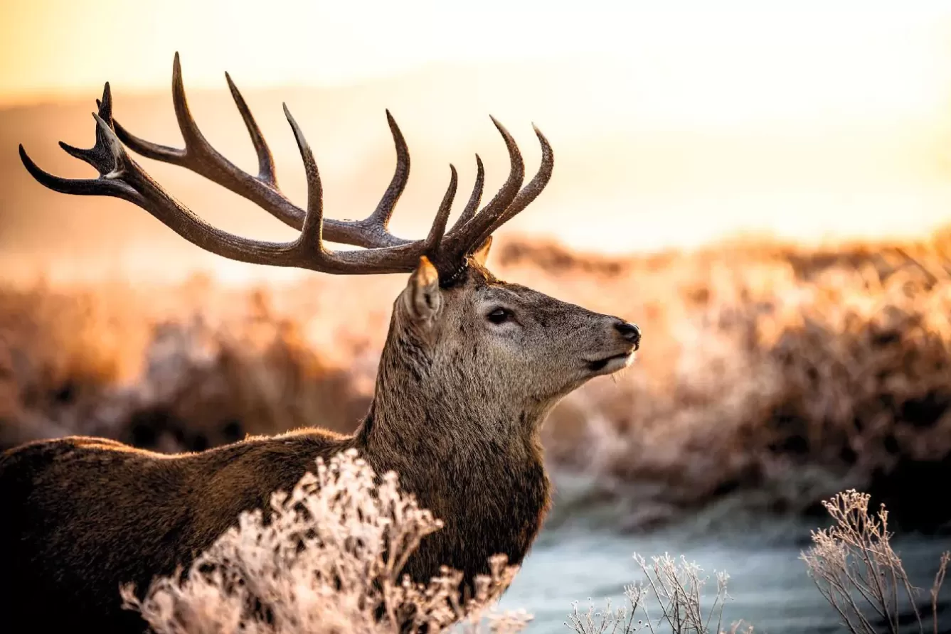 Poster>NANU-NANA Poster Deer In Forest, Nr. 52