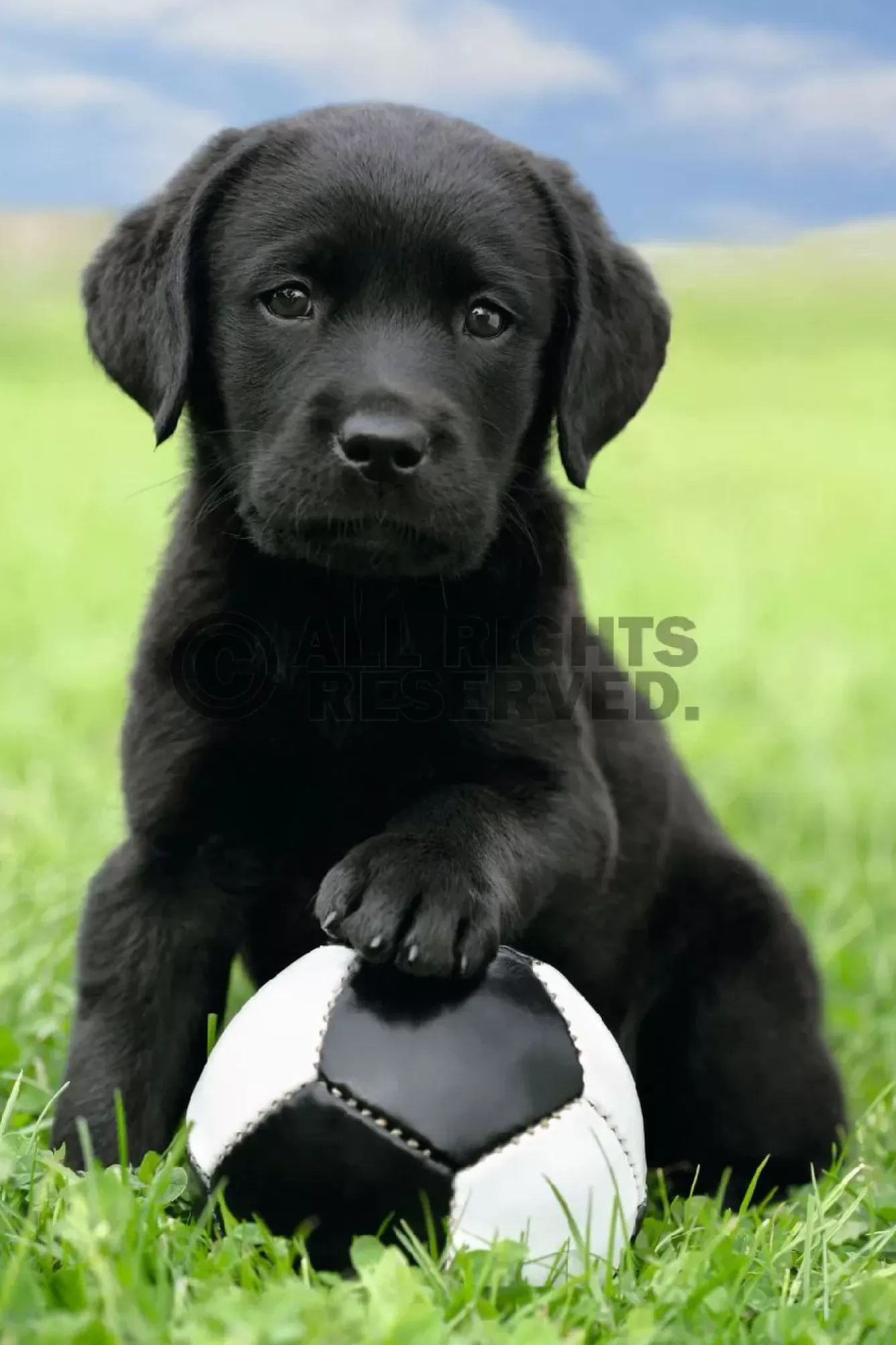 Poster | Weihnachtsgeschenke>NANU-NANA Poster Dog - Labrador Football, Nr. 65