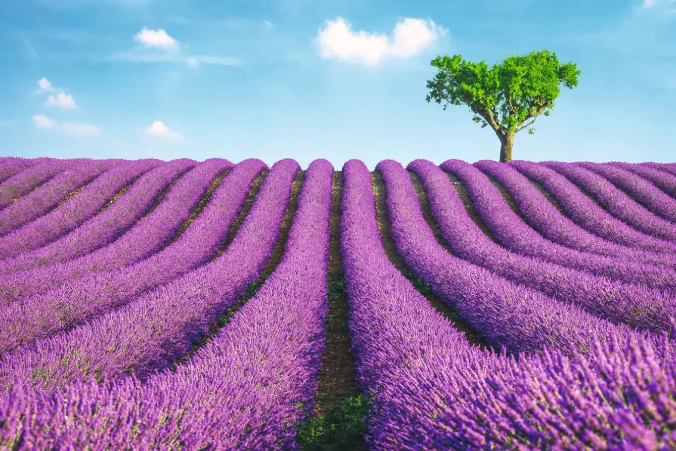 Poster>NANU-NANA Poster Lavender Field, Nr. 147