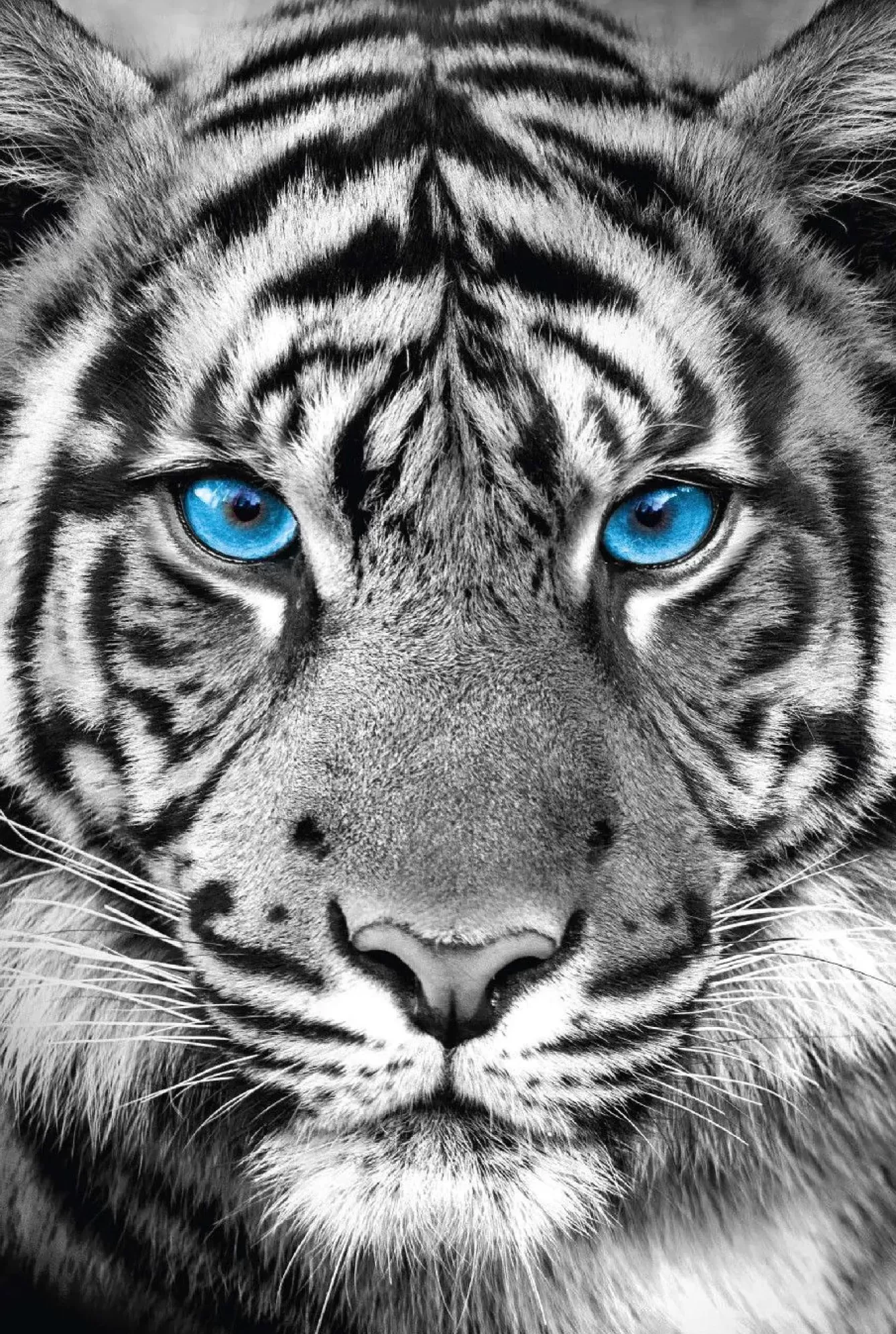 Poster>NANU-NANA Poster Tiger Blue Eyes, Nr. 48