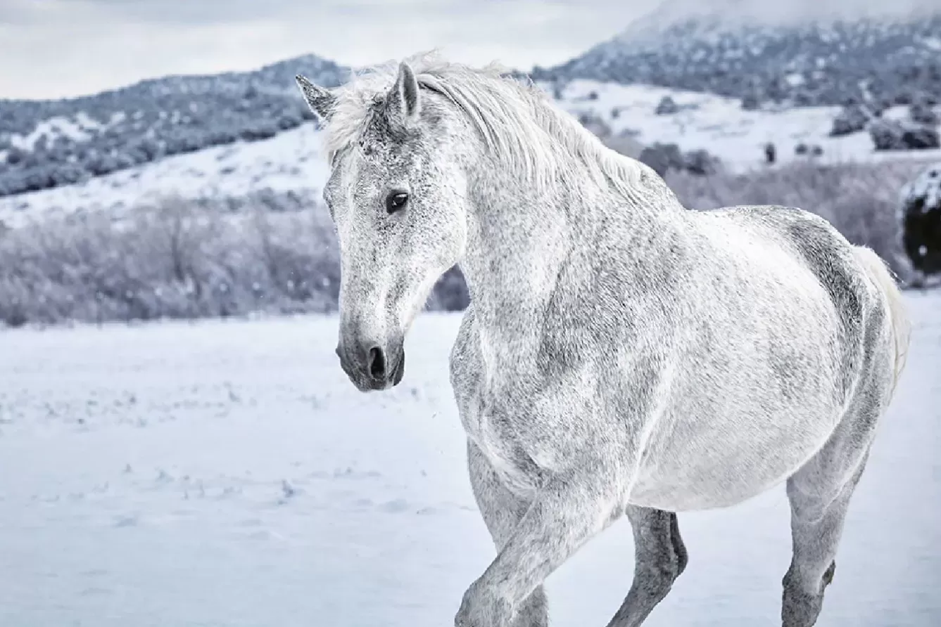 Poster | Weihnachtsgeschenke>NANU-NANA Poster White Horse In Snow, Nr. 169